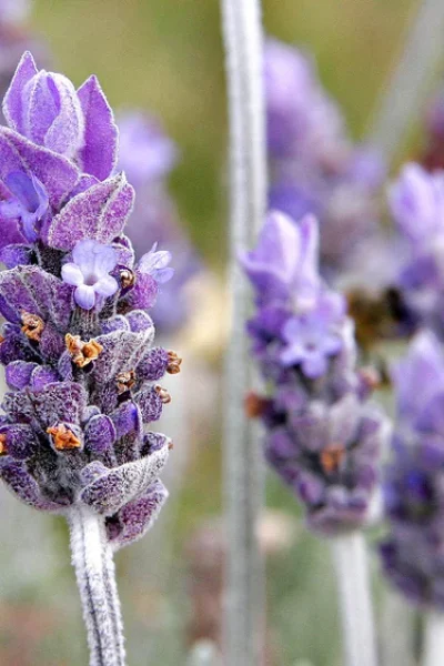 Single_lavender_flower02